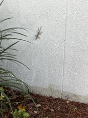 Anolis