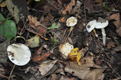 Tricholomella constricta