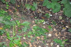 Tricholomella constricta