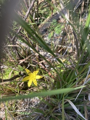 Hypoxis