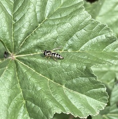 Ischiodon aegyptius