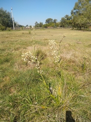 Eryngium eburneum