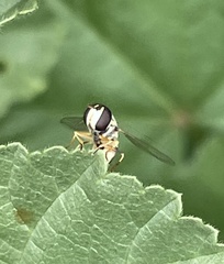 Ischiodon aegyptius