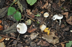 Tricholomella constricta