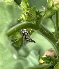 Ischiodon aegyptius