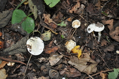 Tricholomella constricta