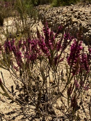 Erica pulchella
