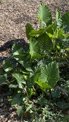 Alocasia macrorrhizos