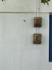 Anolis