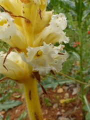 Orobanche crenata