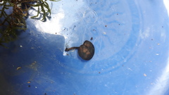 Hydropus atramentosus