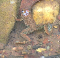 Euphlyctis cyanophlyctis