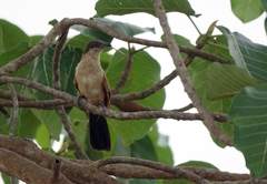 Centropus senegalensis