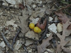 Loranthus europaeus
