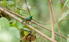 Cinnyris chloropygius