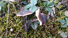 Macrocystidia cucumis leucospora