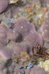 Lithophyllum incrustans