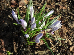 Crocus neapolitanus