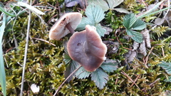 Macrocystidia cucumis leucospora