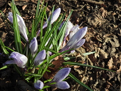 Crocus neapolitanus