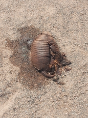 Chaetophractus villosus