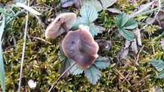 Macrocystidia cucumis leucospora