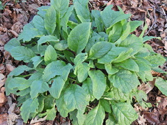Pentaglottis sempervirens