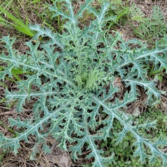 Argemone aurantiaca