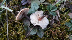 Macrocystidia cucumis leucospora