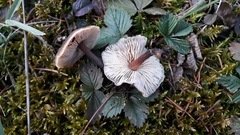 Macrocystidia cucumis leucospora