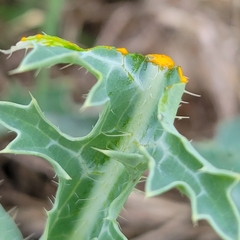 Argemone aurantiaca