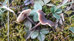 Macrocystidia cucumis leucospora