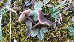 Macrocystidia cucumis leucospora