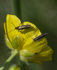 Micropterix calthella