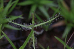 Drosera aquatica