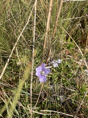 Pinguicula caerulea