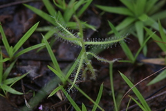 Drosera aquatica