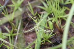 Drosera aquatica