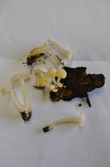 Clitocybula abundans