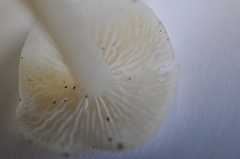 Clitocybula abundans