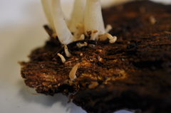 Clitocybula abundans