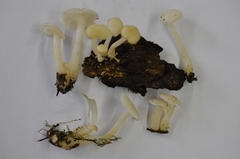 Clitocybula abundans