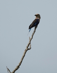 Coracias cyanogaster