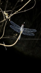 Trithemis