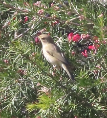 Phylloscopus trochilus