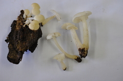 Clitocybula abundans