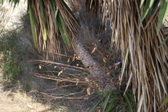 Chamaerops humilis