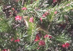 Phylloscopus trochilus