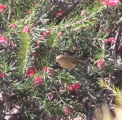 Phylloscopus trochilus