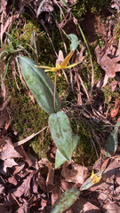 Erythronium umbilicatum